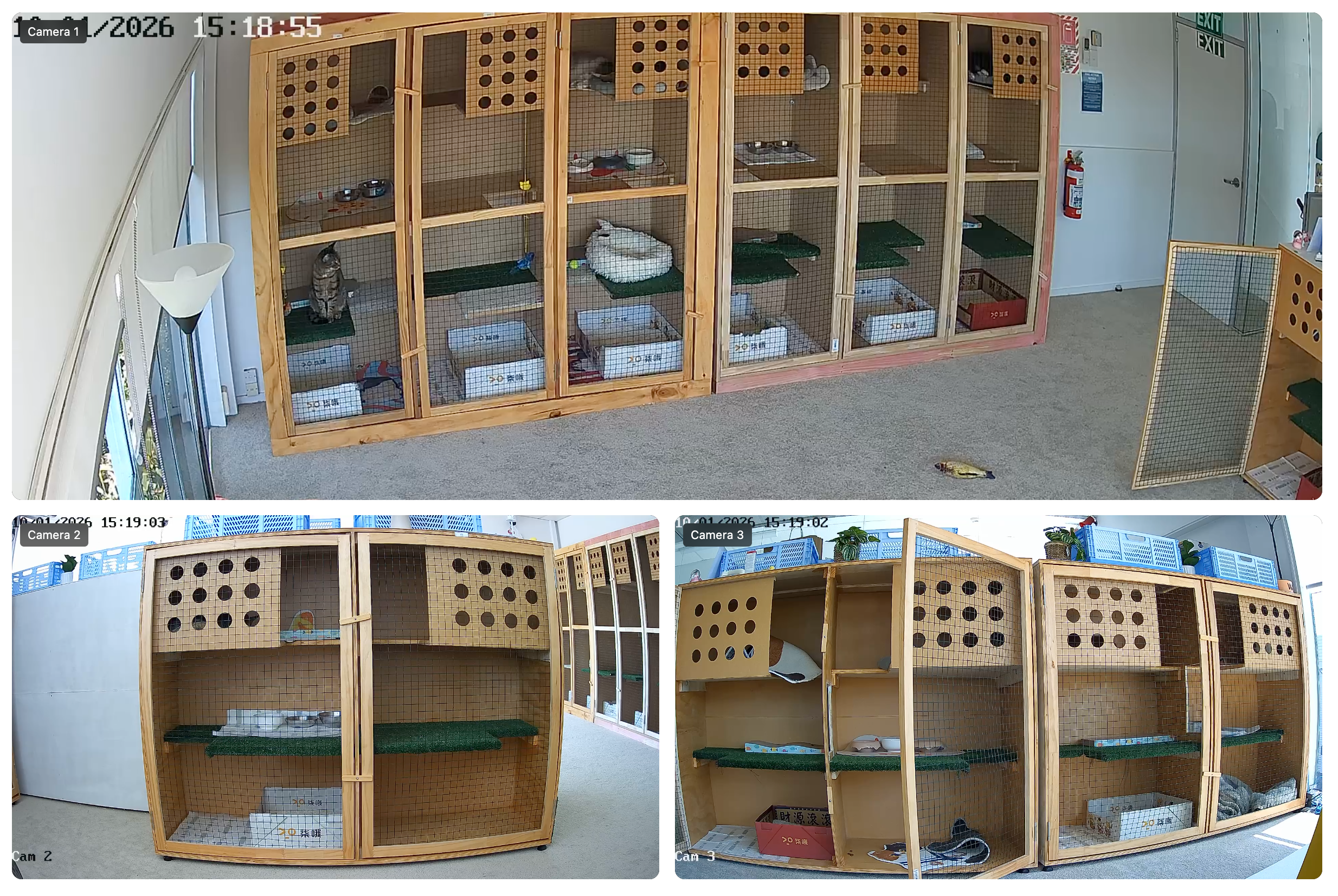 Live Cat Camera Feed - Multiple camera views of cat suites