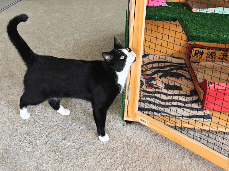 Daily Playtime
