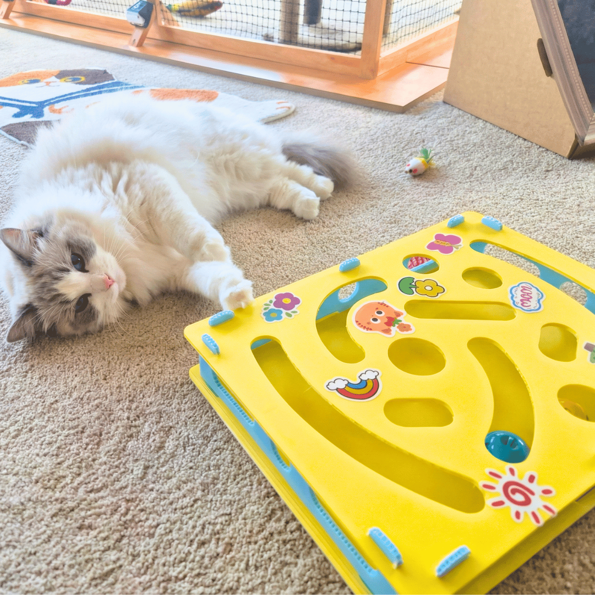 Premium cat bowls and accessories