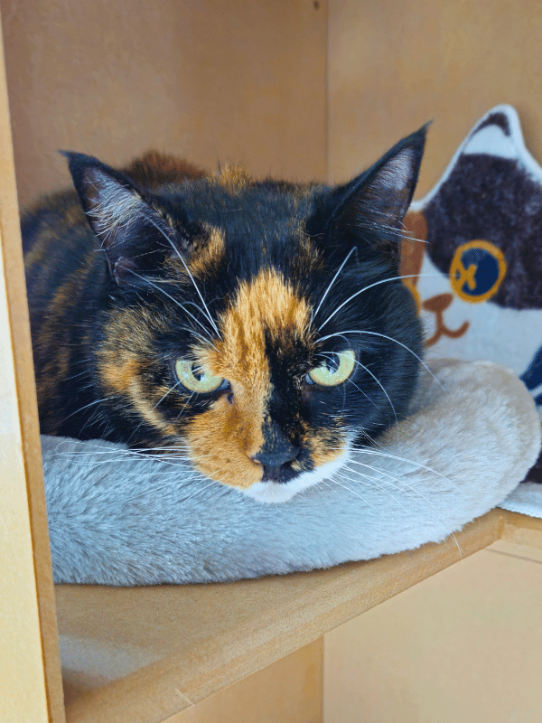 Catati Cat Hotel - Premium cat boarding facility 1