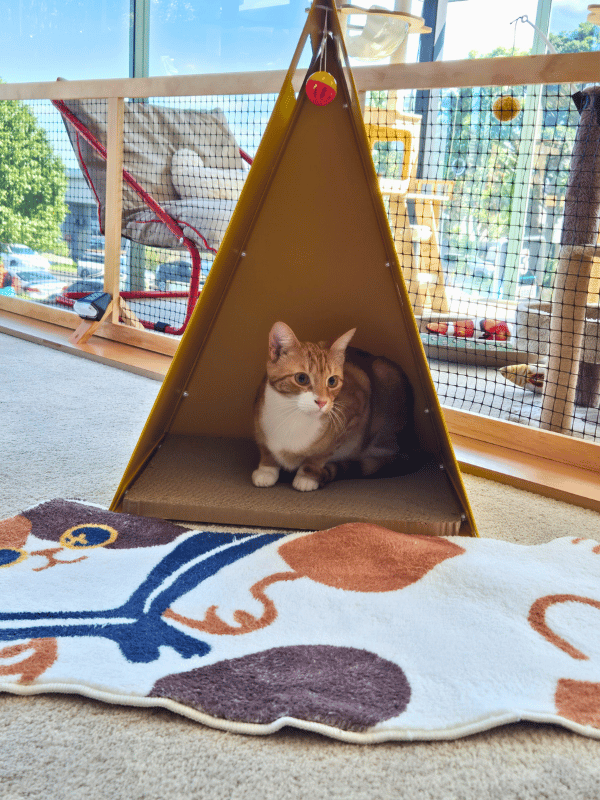Catati Cat Hotel - Premium cat boarding facility 10