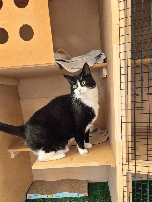Catati Cat Hotel - Premium cat boarding facility 11