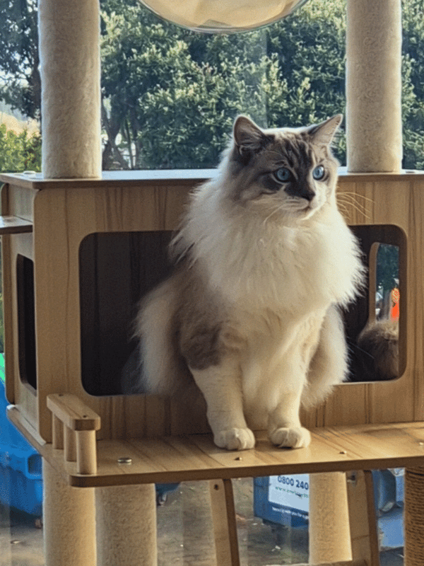 Catati Cat Hotel - Premium cat boarding facility 12