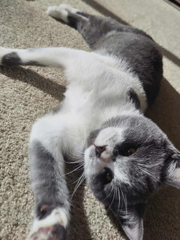 Catati Cat Hotel - Premium cat boarding facility 13