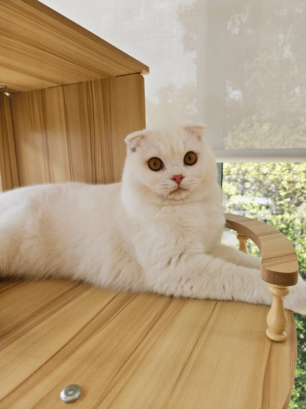 Catati Cat Hotel - Premium cat boarding facility 2