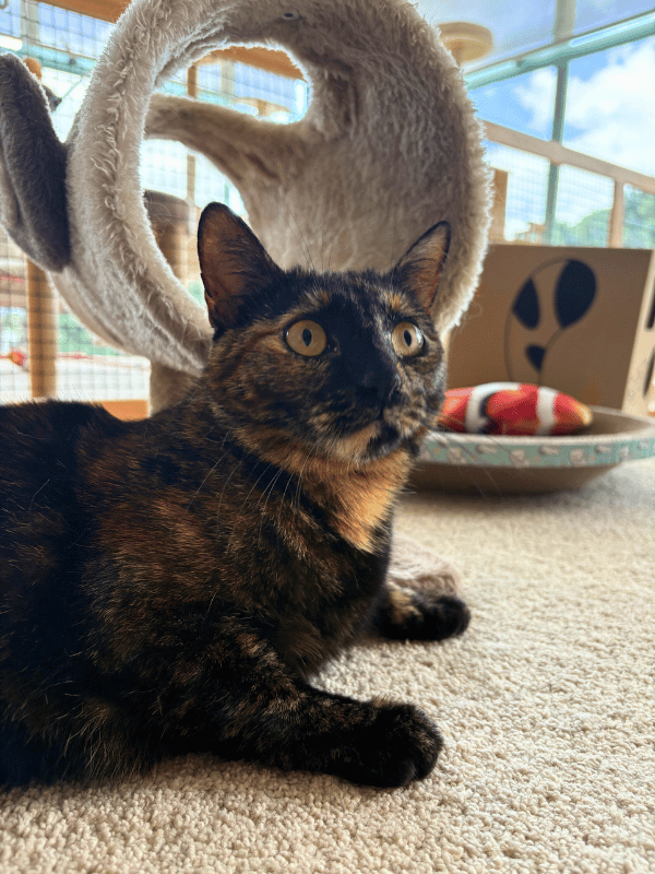 Catati Cat Hotel - Premium cat boarding facility 3