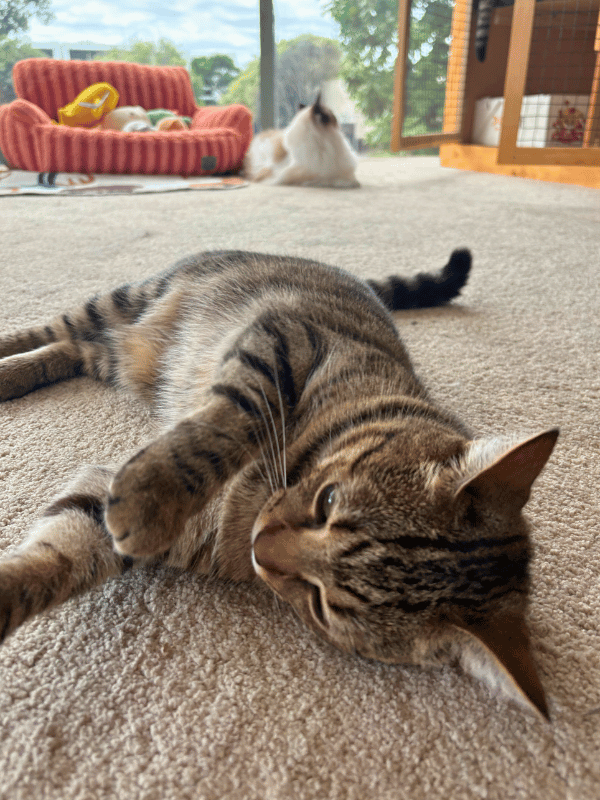 Catati Cat Hotel - Premium cat boarding facility 4
