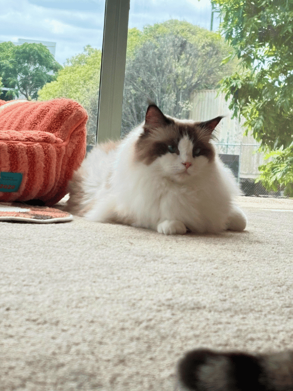 Catati Cat Hotel - Premium cat boarding facility 5