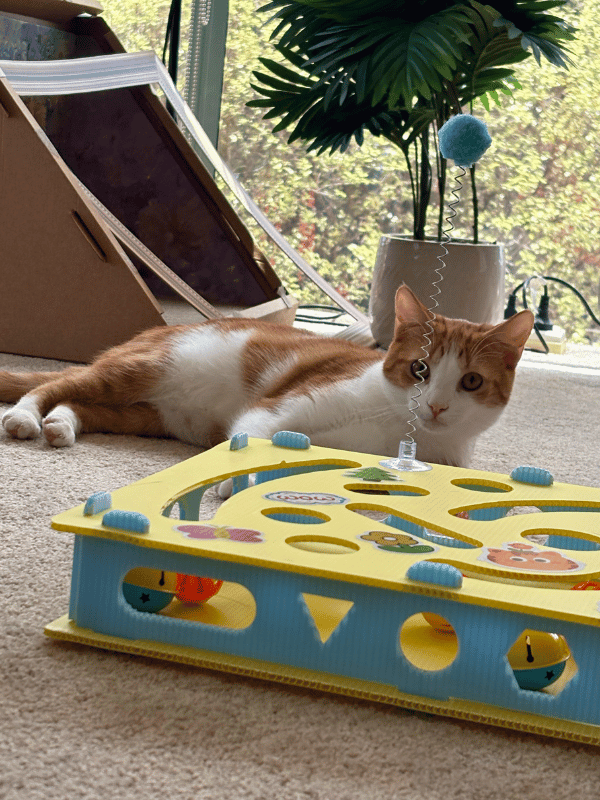 Catati Cat Hotel - Premium cat boarding facility 6