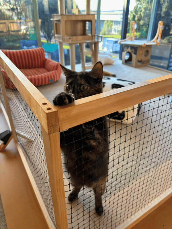 Catati Cat Hotel - Premium cat boarding facility 7
