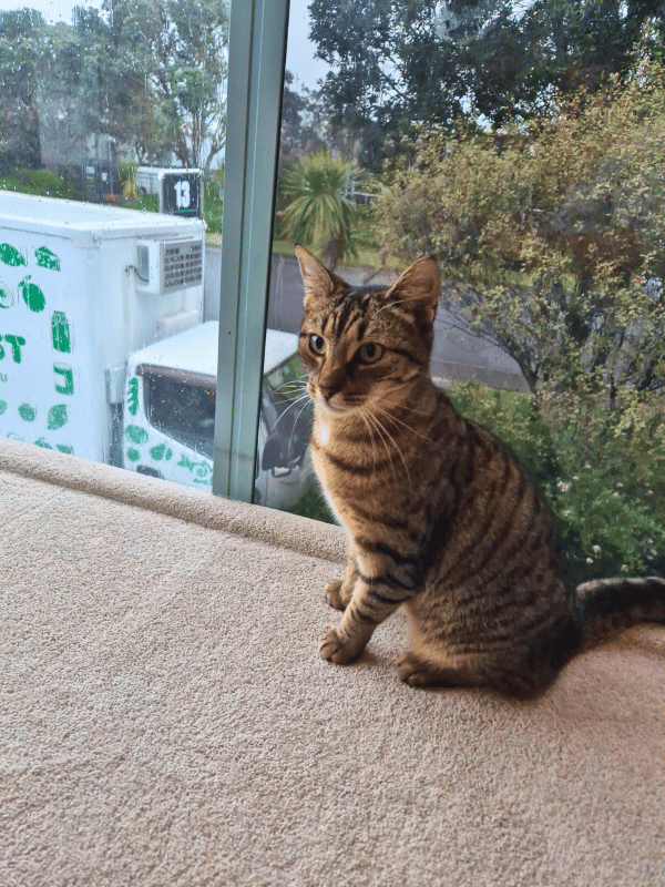 Catati Cat Hotel - Premium cat boarding facility 8