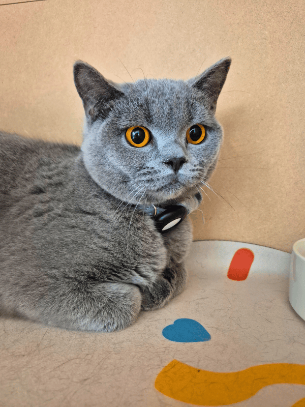 Catati Cat Hotel - Premium cat boarding facility 9